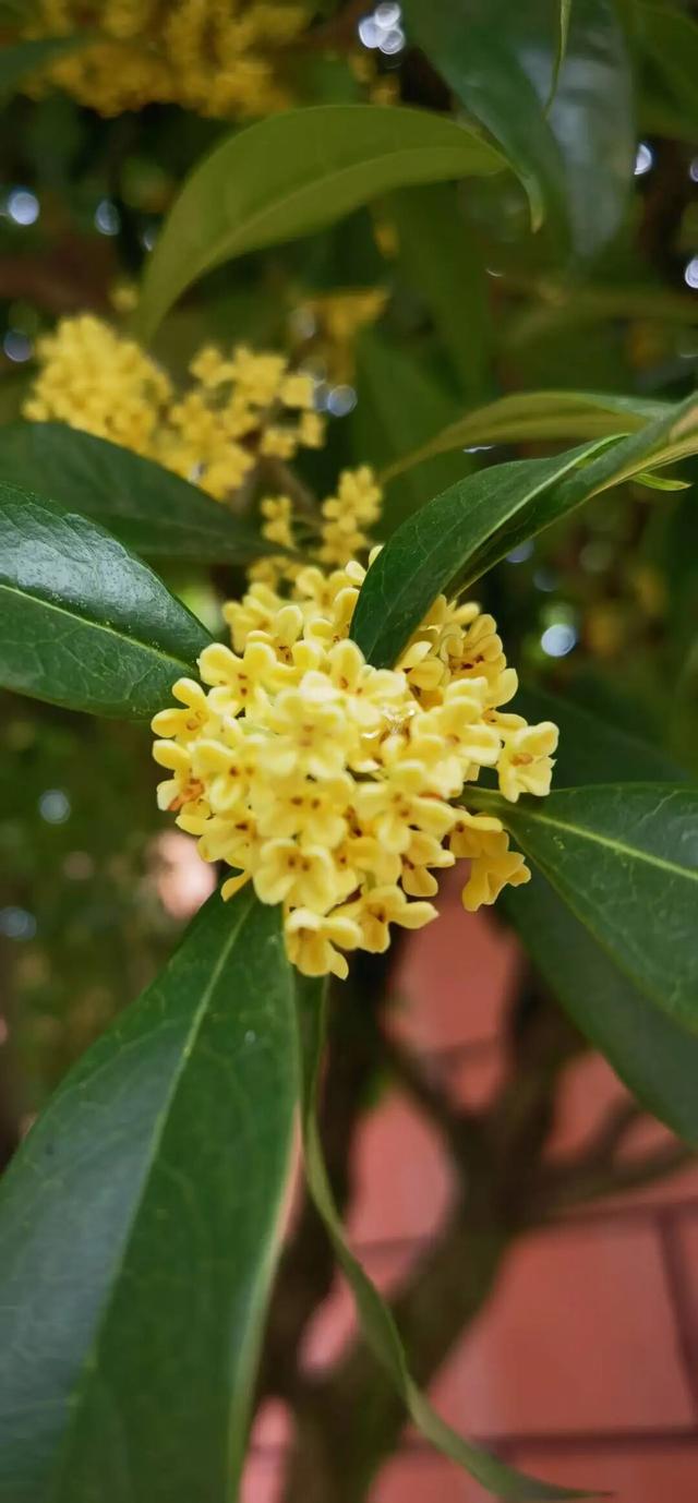 你闻，现在的大邑是桂花味儿的~