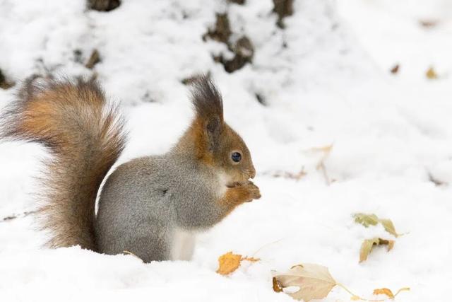 今日北京初雪刷屏！雪景打卡地图和安全出行指南来了