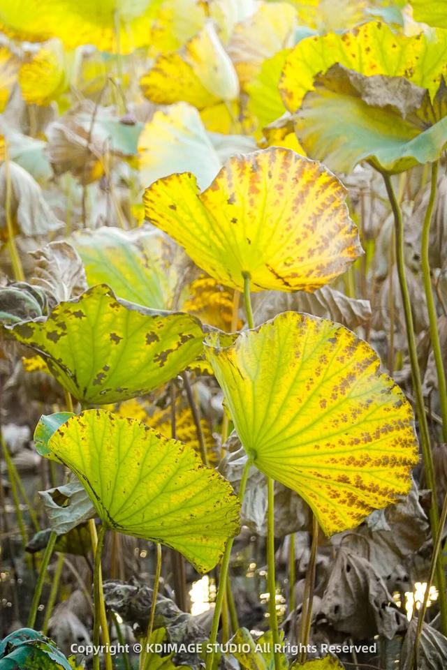 趵突泉涌玉龙，青石板映唐宋灯火，济南版“江南”在此
