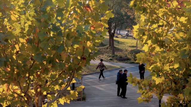 别眨眼！罗店马路秋色，一街一帧画正在限时上映