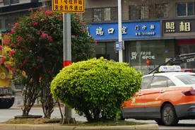 厦门岛内设置首个串联式调头区 3辆汽车齐步走同时调头图片