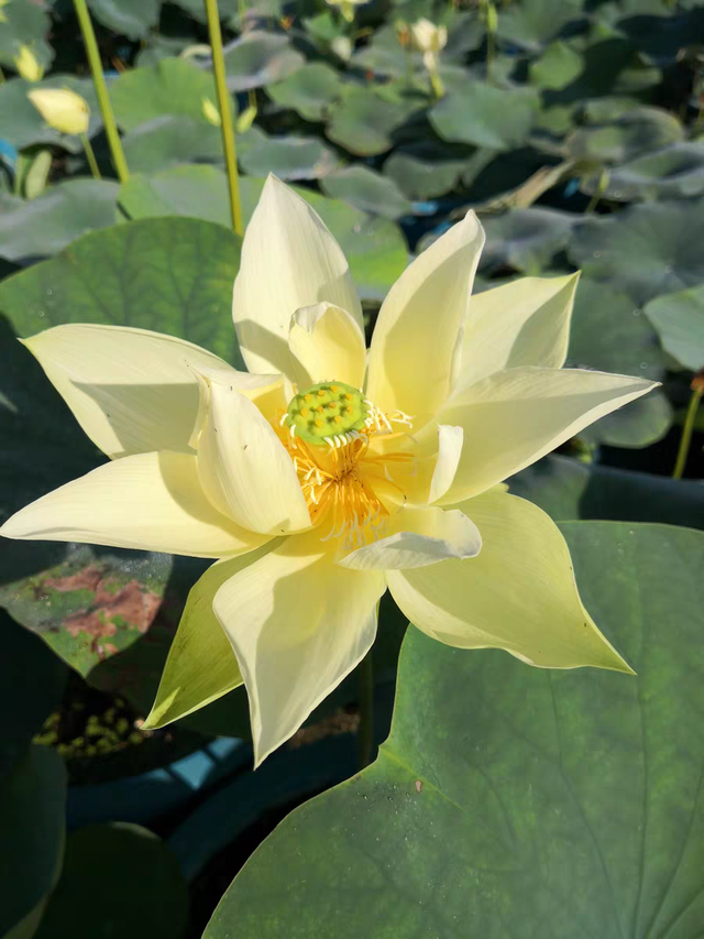 济南第39届荷花艺术节启幕，邀您共赏湖畔荷韵盛宴！（附赏荷攻略）
