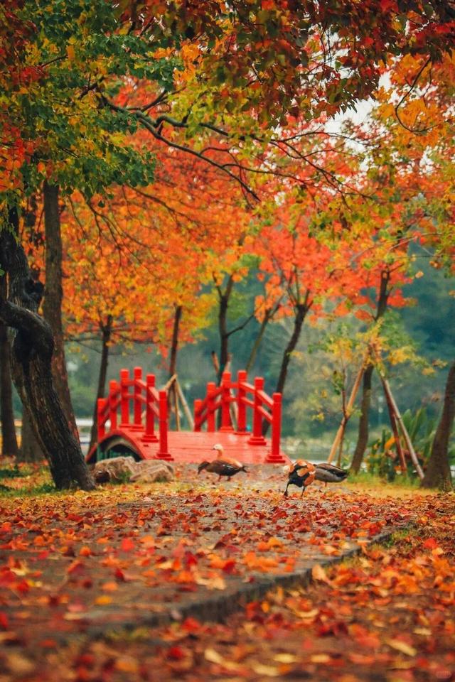 南京这里，美到刷屏了！