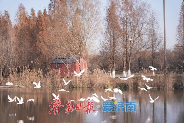 一年四季 泉在济南丨济南初冬暖阳送暖 市民户外乐享晴好