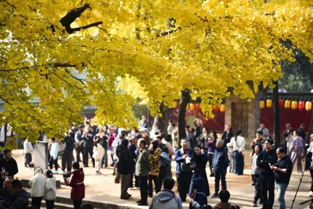 央视报道！就是现在！最佳赏叶期！还有玩法大升级……