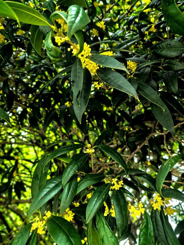 超6000亩桂花盛开~1小时车程奔赴金秋盛宴，免费！