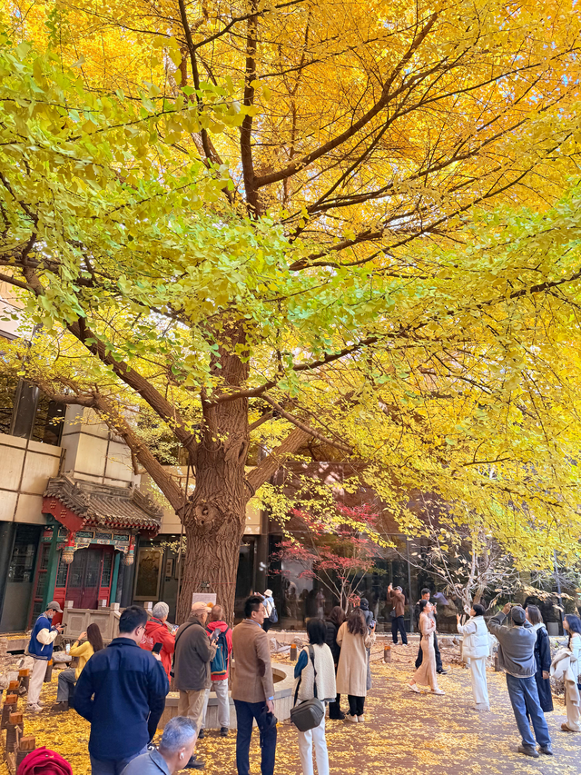 一窗京秋入画来！首都宾馆的银杏美景太好拍了