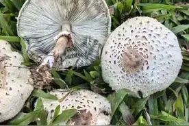 蘑界哪些菇要小心？“果菌王”刺身能吃吗？野生菌采食季要注意图片