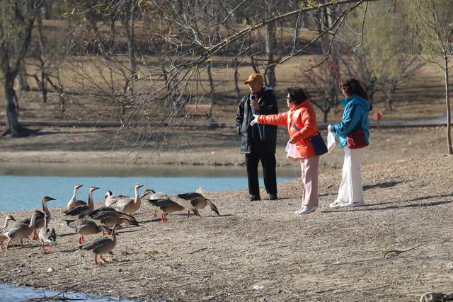 南海子公园鸿雁群飞