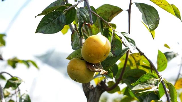 锁定奉化，山野“食”秋！这份假期觅食指南别错过→
