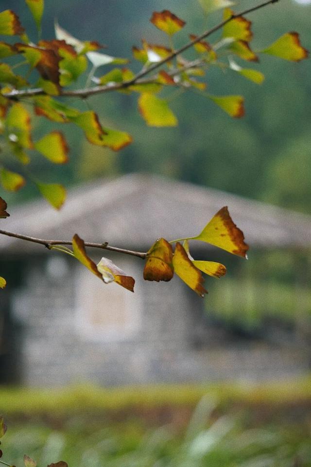 黄了！黄了！福州这里迎来颜值高峰！