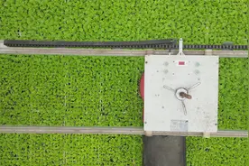 湖北南漳：谷雨剪叶忙 孕育育希望图片