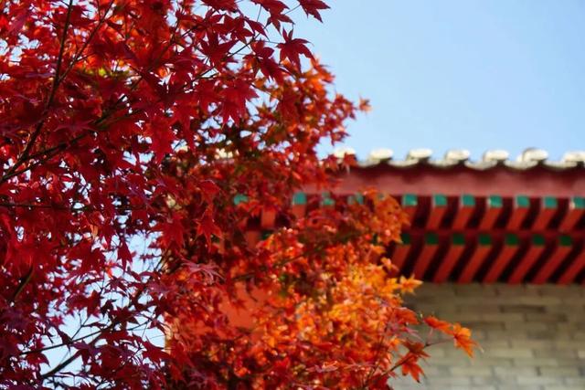 海淀这个免费公园，“藏”着秋天的所有颜色——