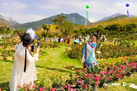 2000种月季争艳，禾雀花满挂长廊！东莞清溪发出赏花邀请图片