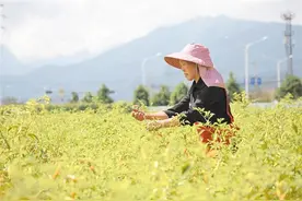 会泽：打好特色牌 奏响“椒”响曲图片