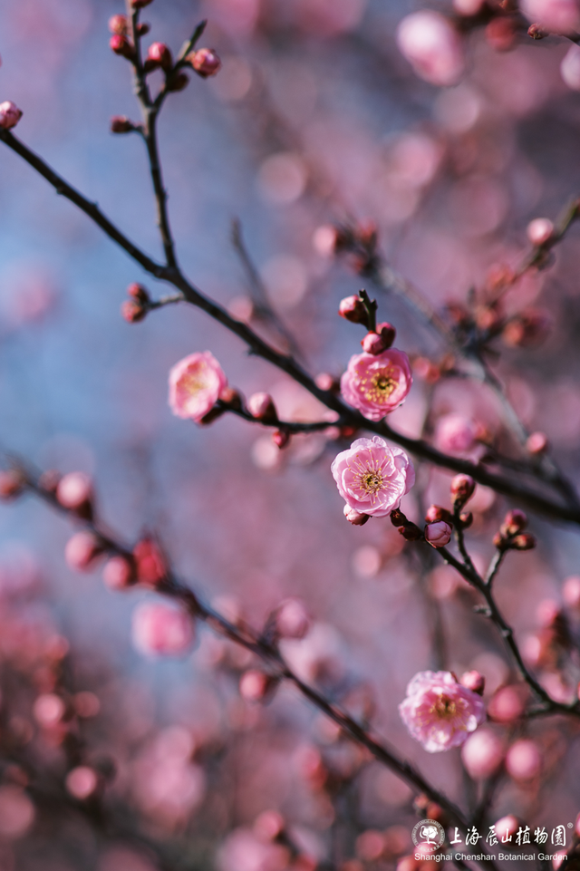 上海“双梅同放”罕见同框，定格双重浪漫