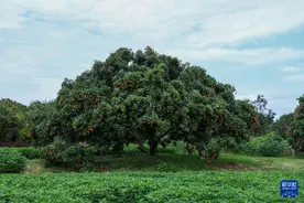 镜头连中外｜48小时“鲜”达 岭南荔枝香飘迪拜图片