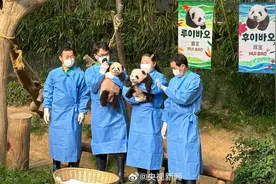 睿宝辉宝！旅韩大熊猫爱宝的双胞胎宝宝首次公众见面会举行图片