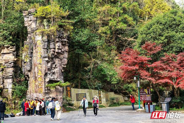 【每日一图@湖南】秋冬自驾必冲！张家界黄石寨暖阳峰林美到出圈