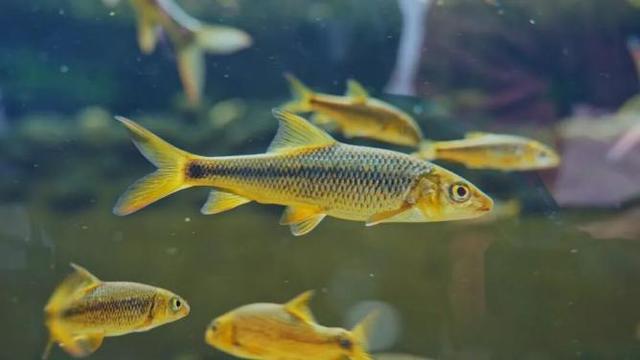 绝了！一汪清水引鱼回，美到出圈还能赚钱丨只此青绿 江山答卷