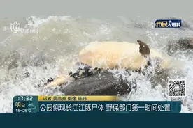 痛心！上海一公园发现江豚尸体！背部到腹部有伤口，脊椎骨折断，大出血而亡……图片
