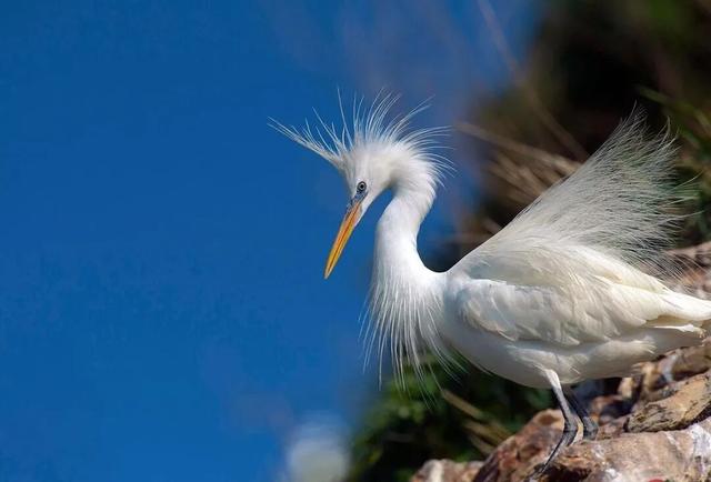 观鸟东寨港· 把一片红树林带回家