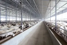 河北唐县：肉羊品牌化步伐加快图片