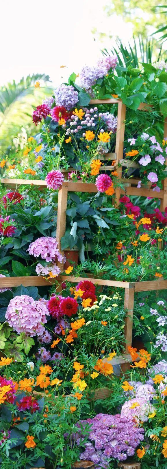 行摄 | 美爆了！秋日花海，限时上映