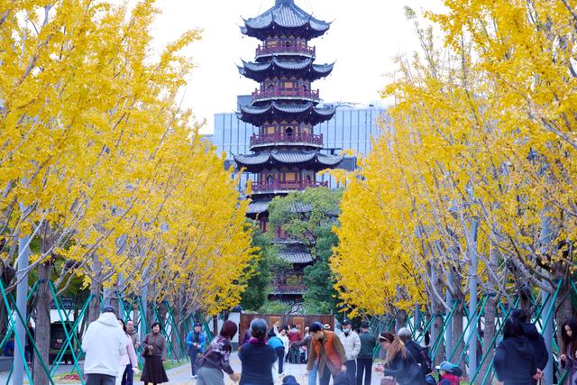 美景叠加禅意：龙华寺成为上海热门赏秋胜地