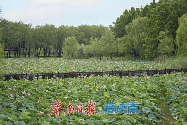 莲叶田田夏意浓 | 一年四季 泉在济南