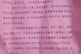 淳安汾口镇全域猎捕野猪，老猎户说这一次捕了十来头，最大的200多斤图片