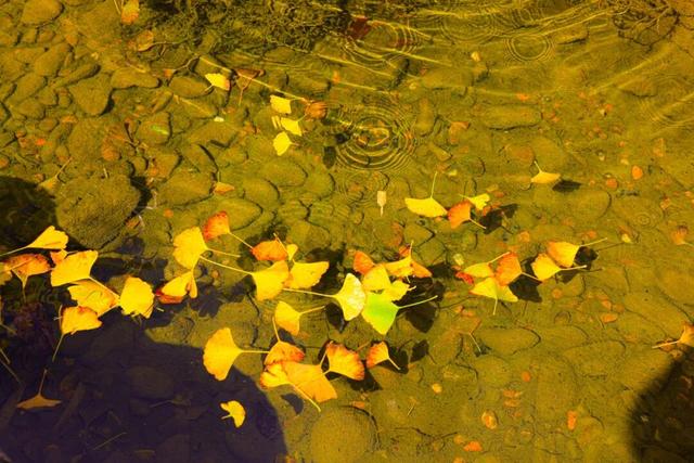 八闽秋冬，藏着一片金色童话