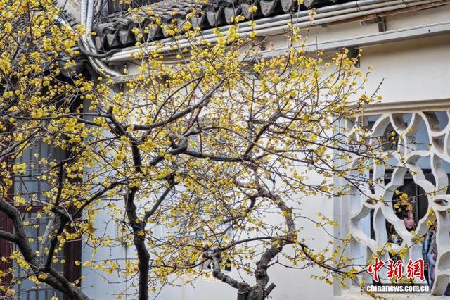 南京古典园林蜡梅绽放 香气清幽扑面而来