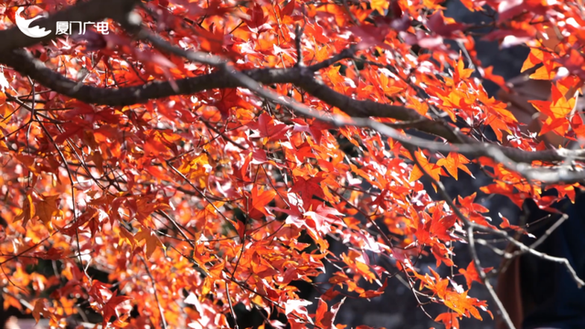 不必北上也能赏红叶？厦门这处打卡点火了！园方紧急提醒→