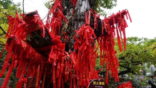 凉都秋韵｜赴一场千年之约：妥乐的秋天，是银杏写的童话