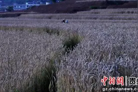 贵州普定县马场镇：小麦迎来丰收季图片