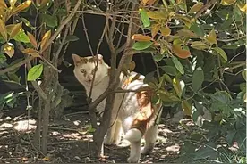 流浪猫如何管理？松江这个小区探索人猫共处新路径图片
