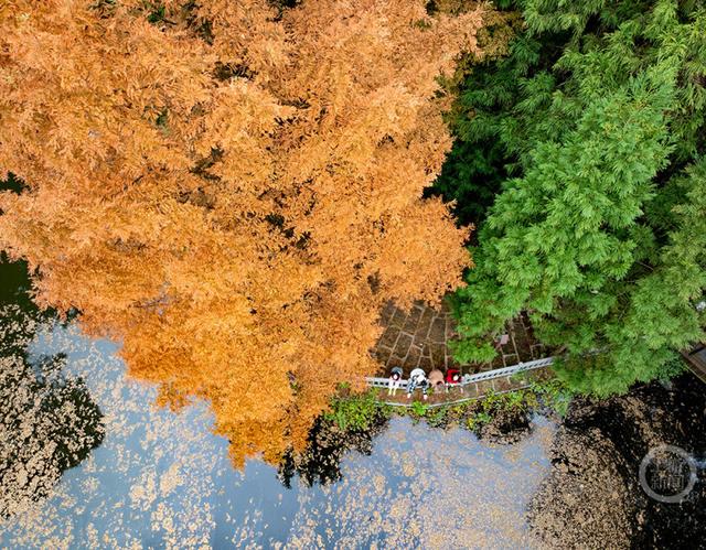 重庆南川：彩林季点燃冬日旅游热
