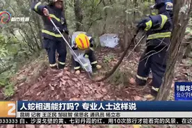 近期多发！人蛇相遇，能打蛇吗？该怎么办？图片