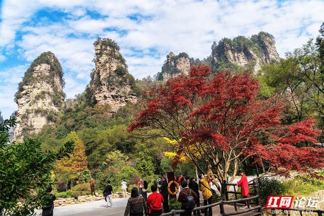 【每日一图@湖南】秋冬自驾必冲！张家界黄石寨暖阳峰林美到出圈