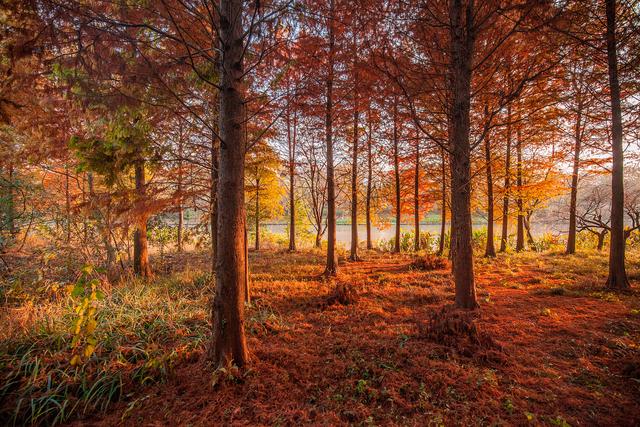 0元追！杭州徒步圈最强“顶流”上新，大片红枫爆红了