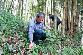 福鼎：林下生“金” 红菇撑起“致富伞”图片