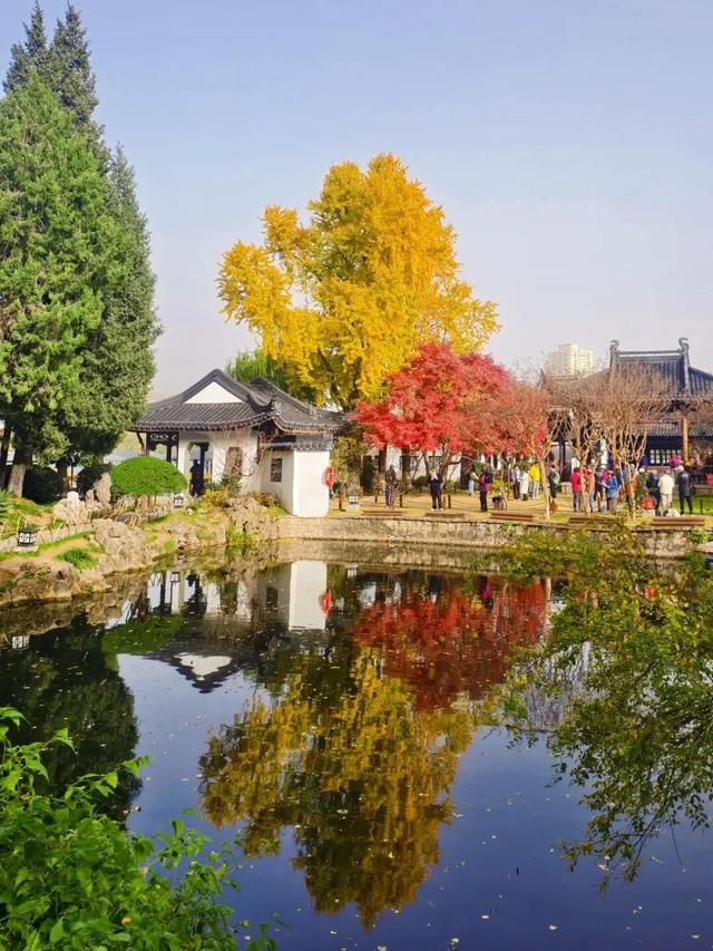 美爆了！南京“番茄炒蛋树”前，挤满了人