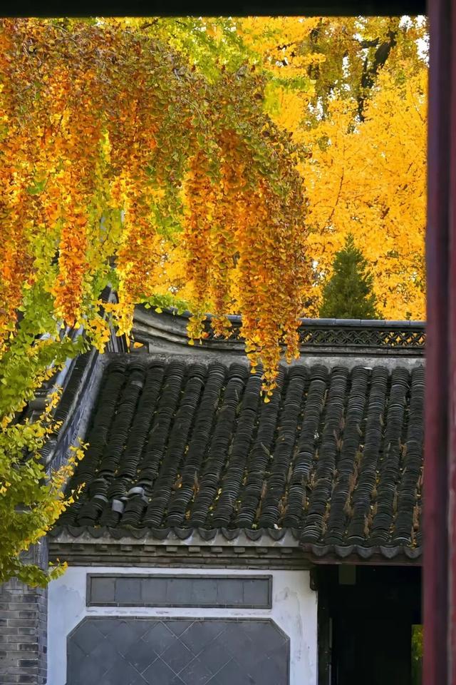 这6个淮南银杏绝美打卡地！码住刷爆朋友圈！