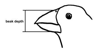 灵魂干饭“龙”从来不挑食？它的秘密全都写在下巴上了！