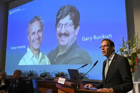 发现微小核糖核酸，他们摘得2024诺贝尔生理学或医学奖图片