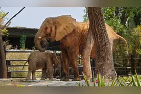 近10年不懈努力后，上野成功繁育两头非洲象宝宝，端午假期华东首展图片
