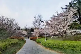 清明|清明时节雨，润物细无声图片