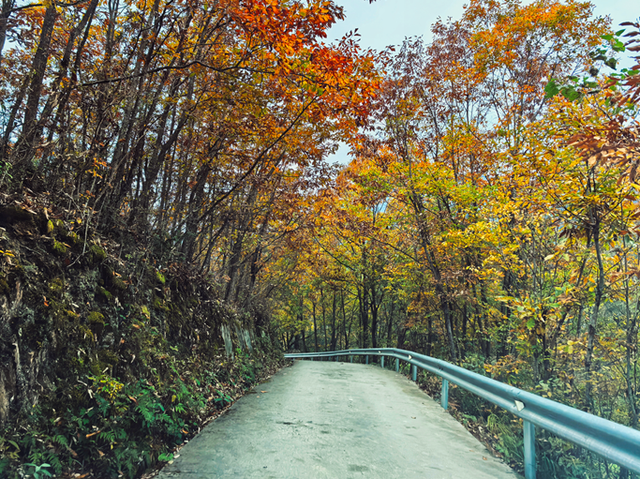 青睐绵阳 ‖ 云端公路 层林尽染！初冬驾游平武药丛山，限定版的视觉盛宴~