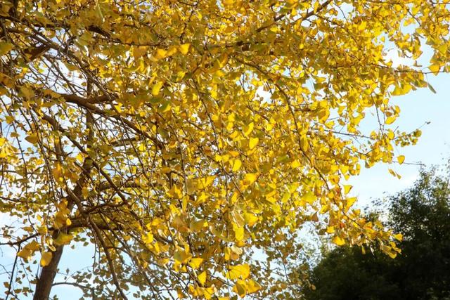 美爆了！余杭银杏打卡地出炉